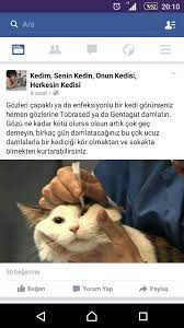 cat eyes kedi sevimli kedi yavrulari komik