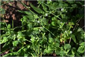 Image result for Polycarpon prostratum