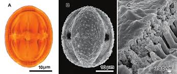 Image result for Pleiotaxis argentea