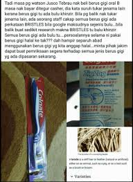 Ops berus kpdnkk sita berus cat disyaki daripada bulu babi semasa cari infonet. Bristle Di Label Bungkusan Berus Gigi Merujuk Kepada Bulu Babi Sebenarnya My