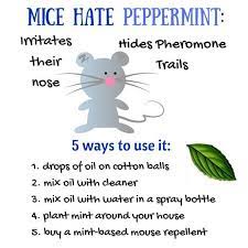 Although peppermint oil smells clean and fresh to humans, mice and rats find it unappealing. Home Remedies For Mice Find 100 Natural Pure Peppermint Essential Oil On Amazon Mice Micere In 2021 Getting Rid Of Mice Mice Repellent Home Remedies For Mice