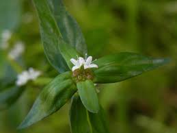 Image result for Spermacoce