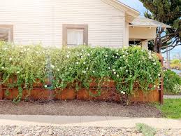 I want to have a 6 foot fence put in, and then cover them with morning glory, so i can get some more privacy. How To Train Vines To Climb A Fence A Video The Gold Hive