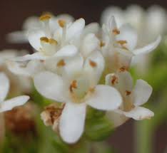 Image result for Selago dinteri