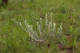 Image result for Convolvulus ocellatus