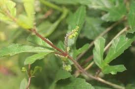 Image result for Tragia hildebrandtii