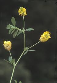 Image result for Trifolium rueppellianum