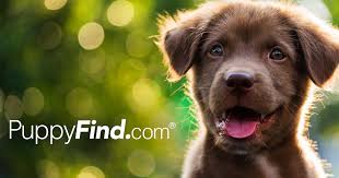 These top pet websites will come in handy and help you find a lovable puppy to adopt and be your new best friend. Puppyfind Puppies For Sale