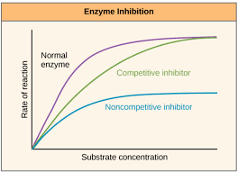 Nnhsbiology Enzymes