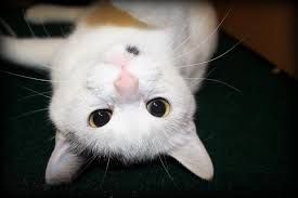 Résultat de recherche d'images pour "image"