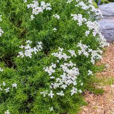 Image result for Phymaspermum