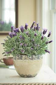 Pin On Lavender The Herb