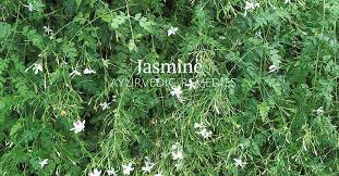 Maybe you would like to learn more about one of these? Jasmine Medicinal Uses Bimbima