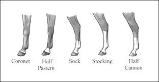 identifying horse parts and markings dummies