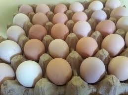 Ayam kub/kampung unggul balitbang adalah strain ayam baru yang memiliki keunggulan dari variates ayam kampung lainnya. Ready Telur Ayam Kub Balitbang Evi Farm Ayam Kub Facebook