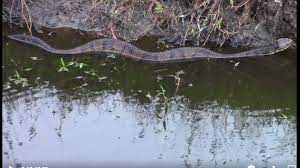 They also eat dead animals when they need nourishment. One Of Longest Cottonmouths Ever Seen In Nc Caught On Video Raleigh News Observer