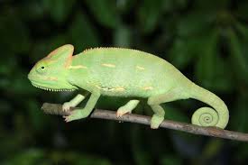 Juvenile Veiled Chameleons For Sale Veiled Chameleon Chameleons For Sale Chameleon