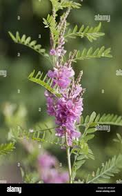 Image result for Indigofera sp.nov. aff. I chimanimaniensis