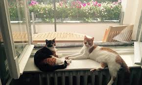 If you do not have window grilles you can supplement the frame we have invited spca inspector tommy to show us just how it is done. Flat Cats Window Protection Screens For Cats