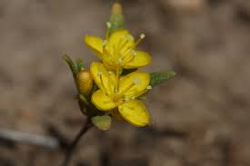 Image result for Neoschumannia cardinea