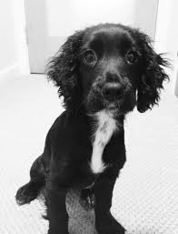 Black And White Spaniel Puppy Working Cocker Spaniel Puppy Mollly Cocker Spaniel Puppies Spaniel Puppies