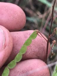 Image result for Desmodium incanum