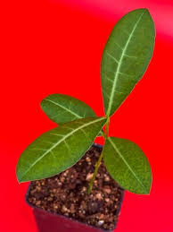 Image result for Garcinia livingstonei