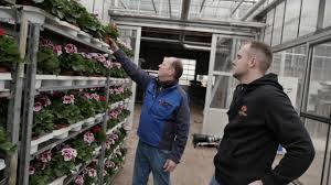 Check spelling or type a new query. Regal Pelargonium Hendriks Young Plants