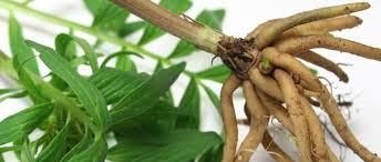 Image result for Leonotis myrothamnifolia