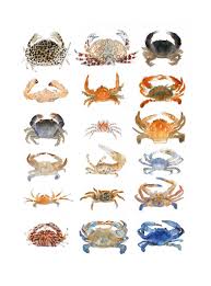 Welcome Les Editions De La Cerise Crabe Dessin Art De Poissons Art Animalier