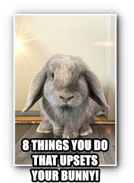 8 Things You Do That Upsets Your Bunny Mini Rex Rabbit Mini Lop Bunny Care
