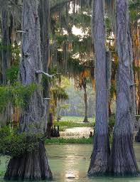 Caddo Lake Texas Beautiful Places Lakes In Louisiana Beautiful Nature