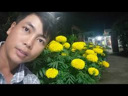 trồng vạn thọ tết 2025