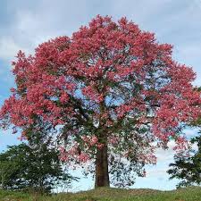 Image result for Ceiba speciosa