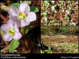 Image result for Scrophulariaceae