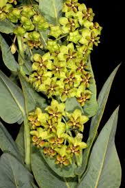 Image result for Gomphocarpus glaucophyllus