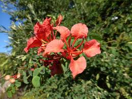 Image result for Bauhinia galpinii