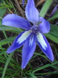 Image result for Babiana bainesii