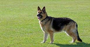 Do German Shepherds Ever Die Young Before 9 Years Of Age If Yes Then From What Condition S Can They Die Of So Early Petcoach