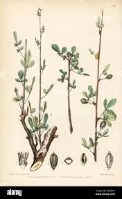 Image result for Commiphora pteleifolia