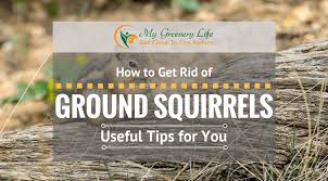 Squirrels can get out, but won't be able to climb up inside it. How To Get Rid Of Ground Squirrels My Greenery Life