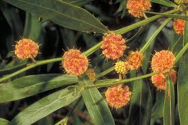 Image result for Acacia lasiopetala