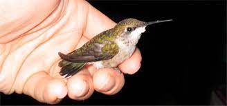 Primary Care For Young Birds Wildlife In Crisis