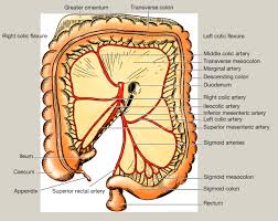 A colon introduces an element or series of elements that illustrates or amplifies the information that preceded the colon. Anatomy Of The Caecum Appendix And Colon Surgery Oxford International Edition