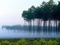 Foret Des Landes Aquitaine Landes Nature Foret Rvenfrance Les Landes France Foret Des Landes Photos De Foret