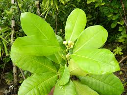 Image result for Excoecaria bussei