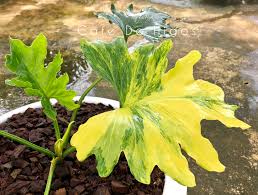 A selloum does grow a trunk as it matures, but the huge drooping leaves usually hide it. Philodendron Bipinnatifidum Yellow Leaves Cerpen