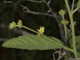 Image result for Waltheria indica