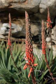 Image result for Aloe bukobana