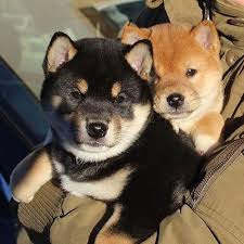  280 Ide Dog Pictures To Warm My Heart Di 2021 Hewan Anjing Hewan Lucu